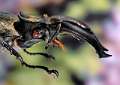 Lucanus sericeus